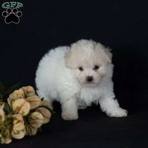 Tina (Mini), Bichon Frise Puppy